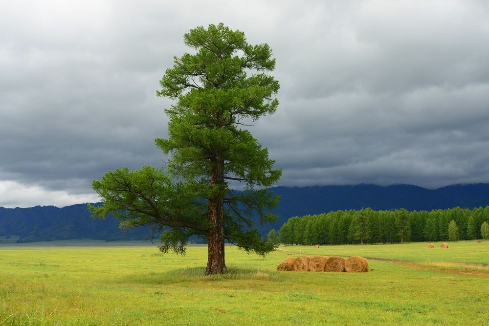 Прелюдия дождя.