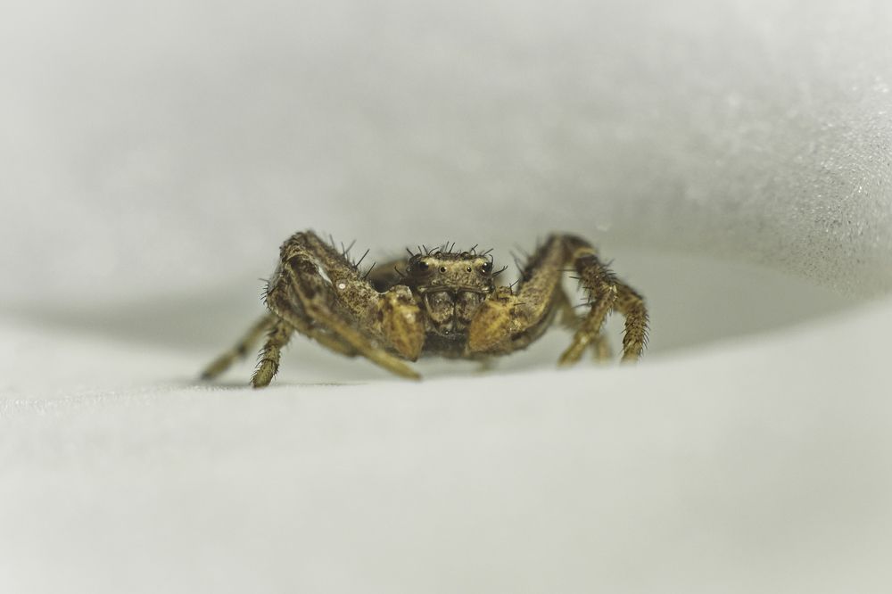 Почти краб )