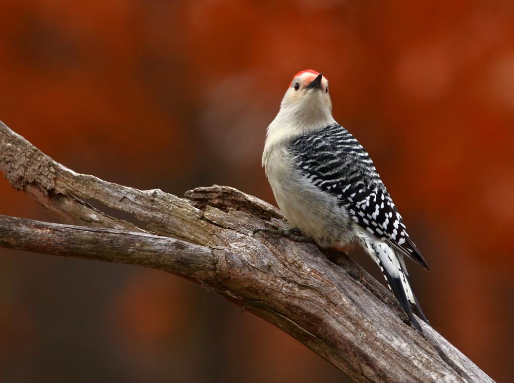 woodpecker in the fall