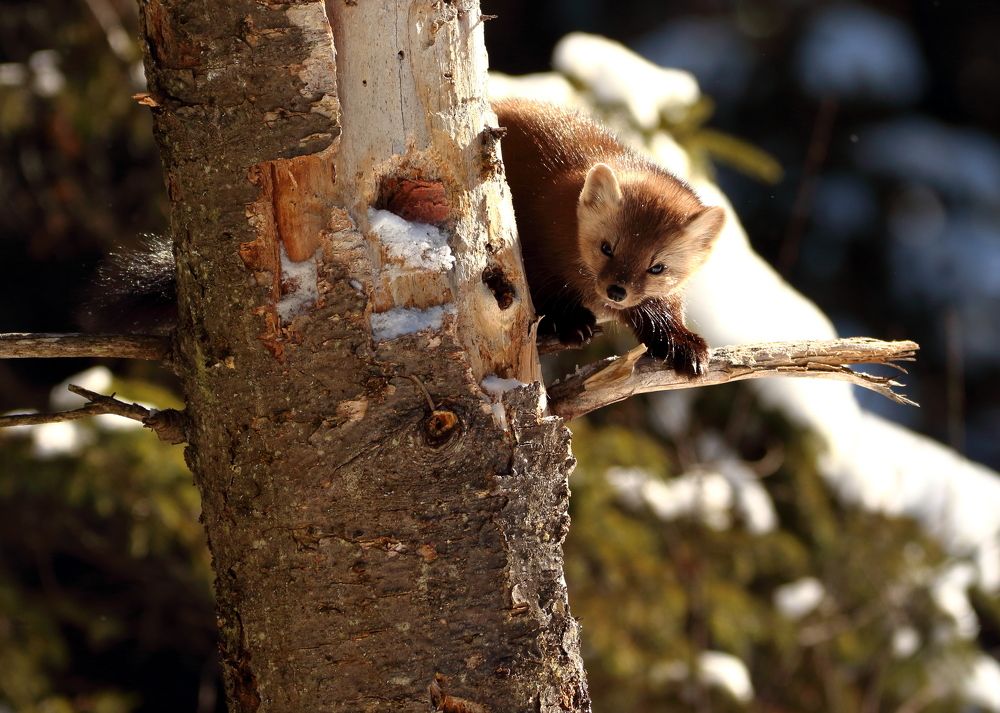 pine marten