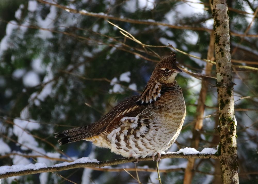 spruce grouse