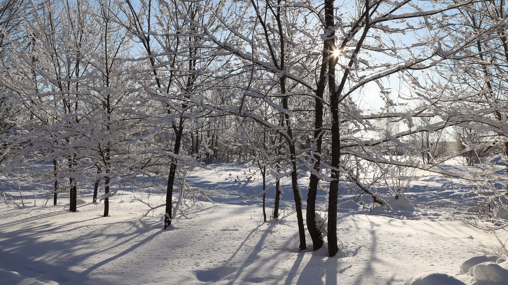 Солнце сквозь ветки