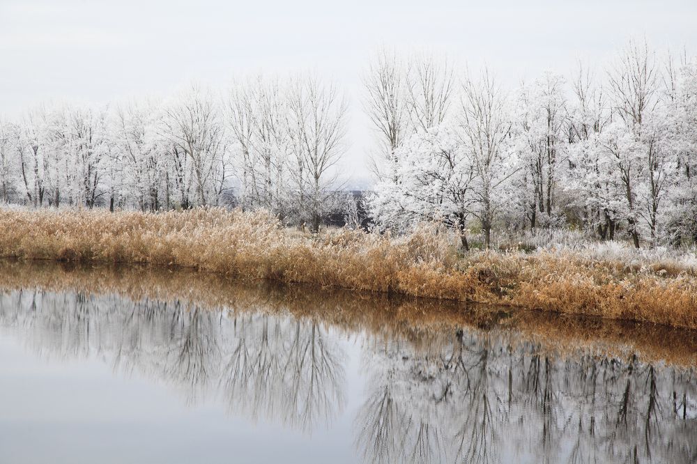 trees in the hoarfrost, on the river bank, reflection, winter day, frost