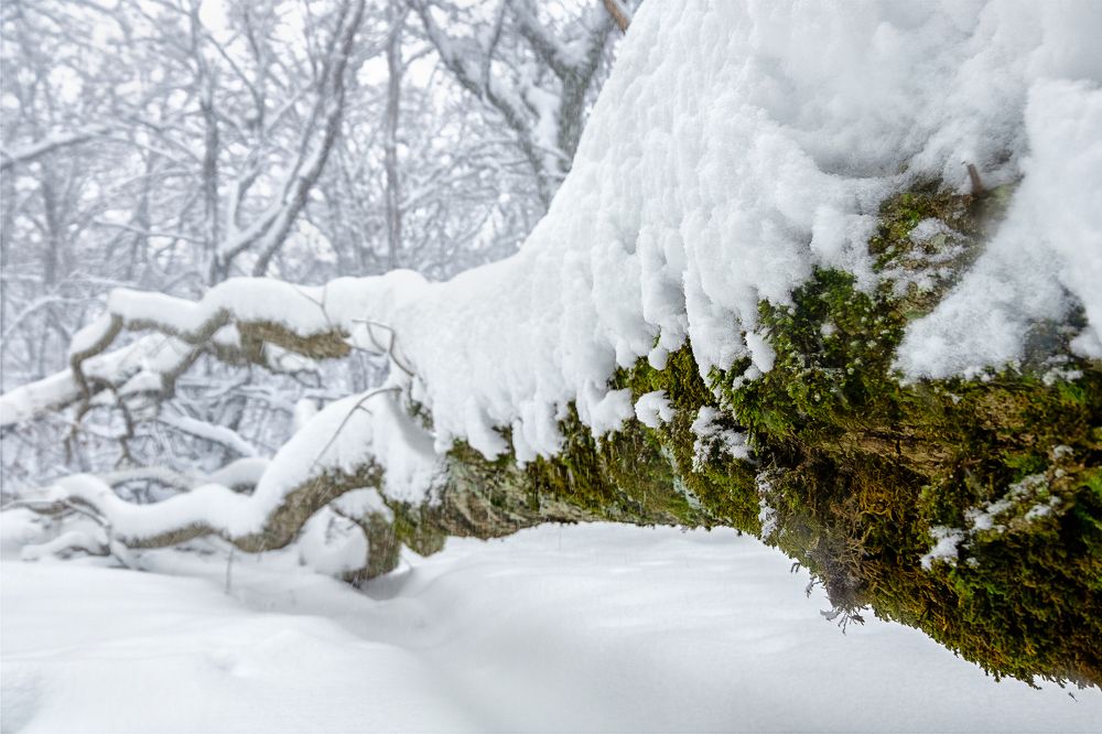 Нога спящего лесного тролля