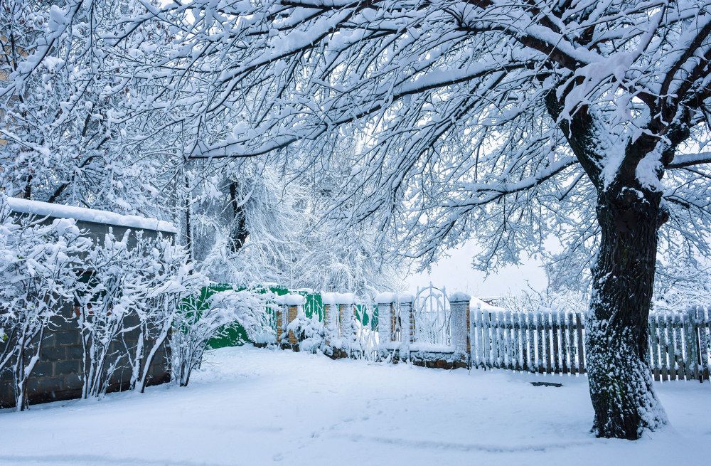 Снежное утро