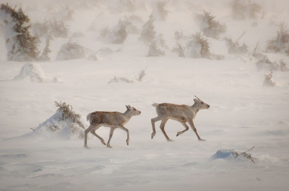 Photograph by Михаил Агульник