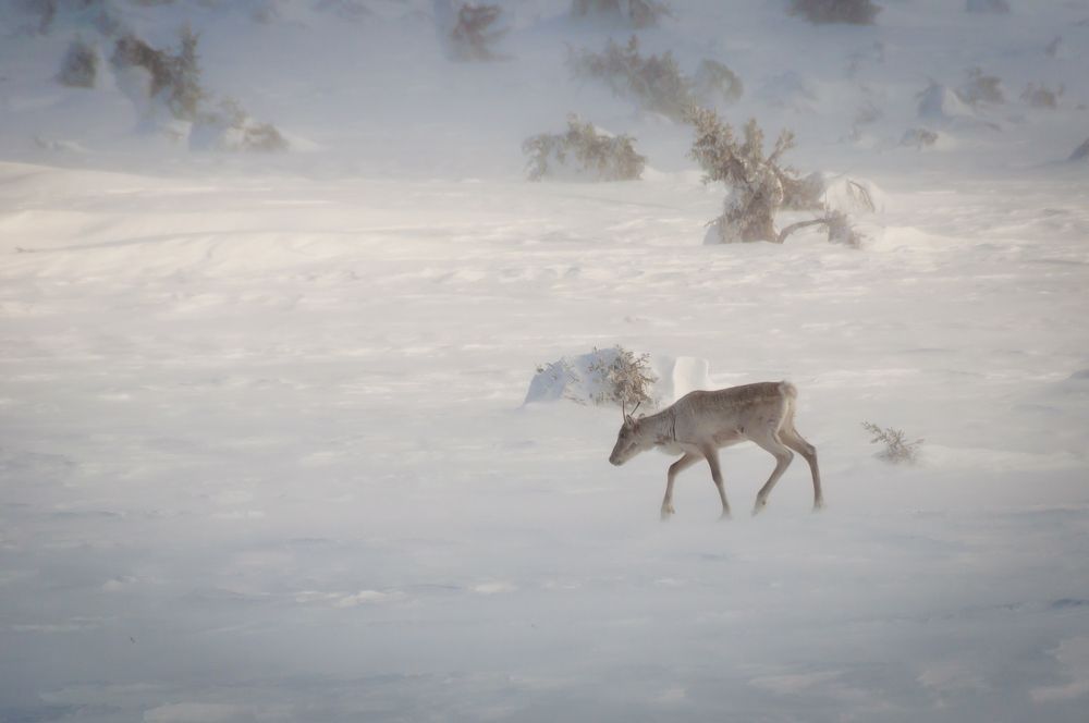 Photograph by Михаил Агульник