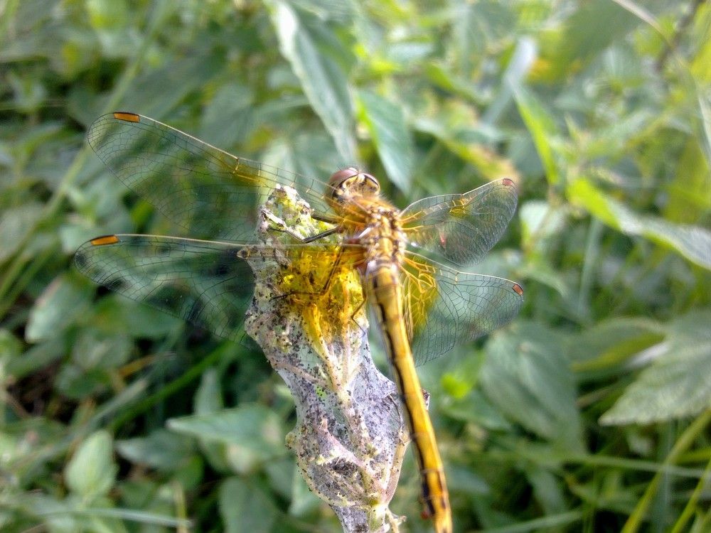 Photograph by Инна Голубева