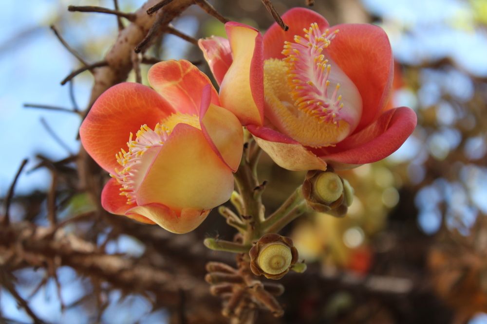 Курупита гвианская