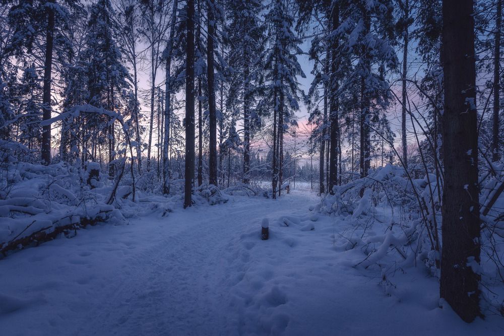 Дорога в зимнюю сказку. Подмосковье.
