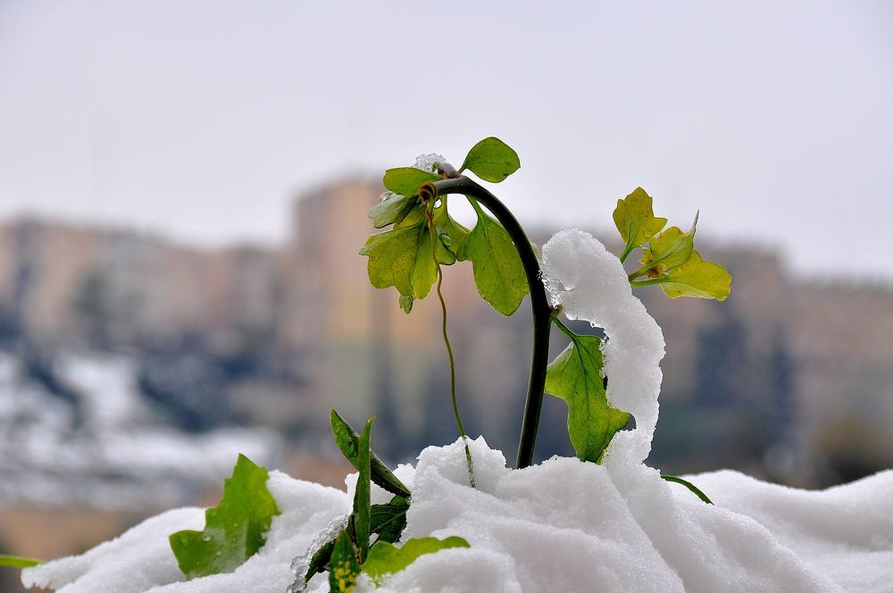 Зимний пейзаж