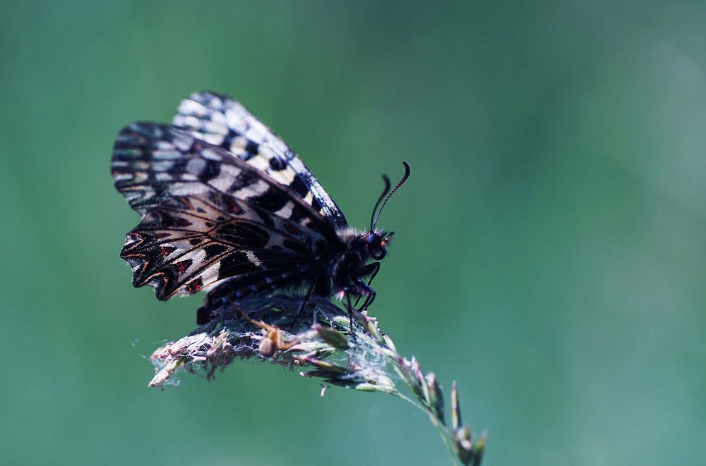 Photograph by Красимир Георгиев