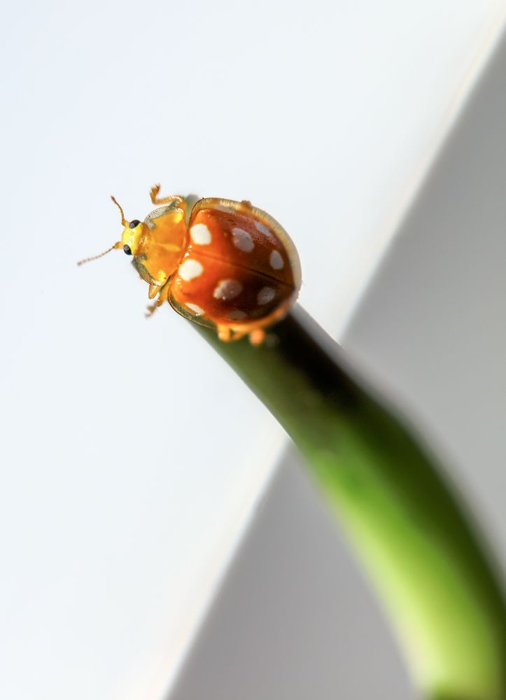 Божья коровка