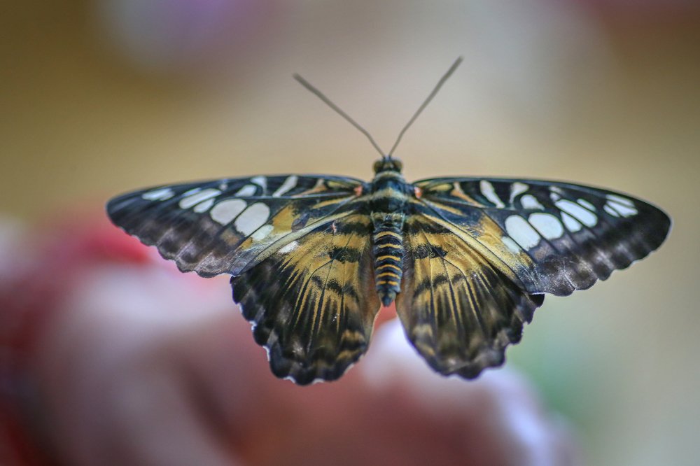 Тропическая бабочка