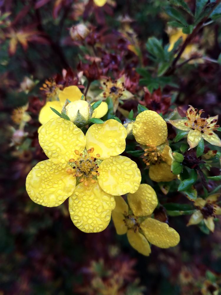 Цветы в октябре