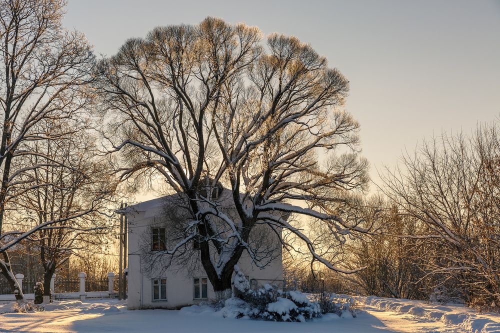 Солнечный закат позолотил ветви деревьев