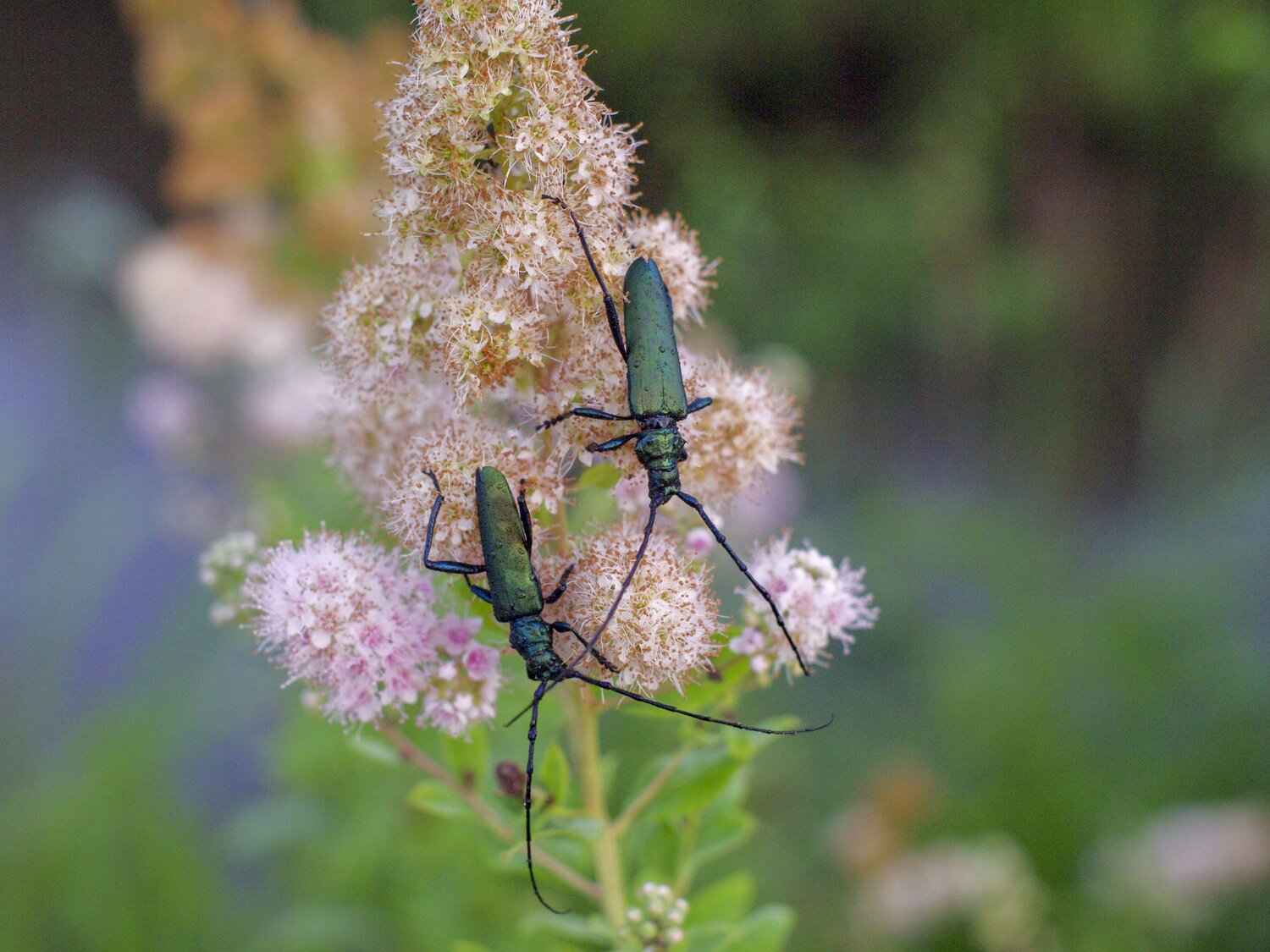 Beetle Cerambycidae