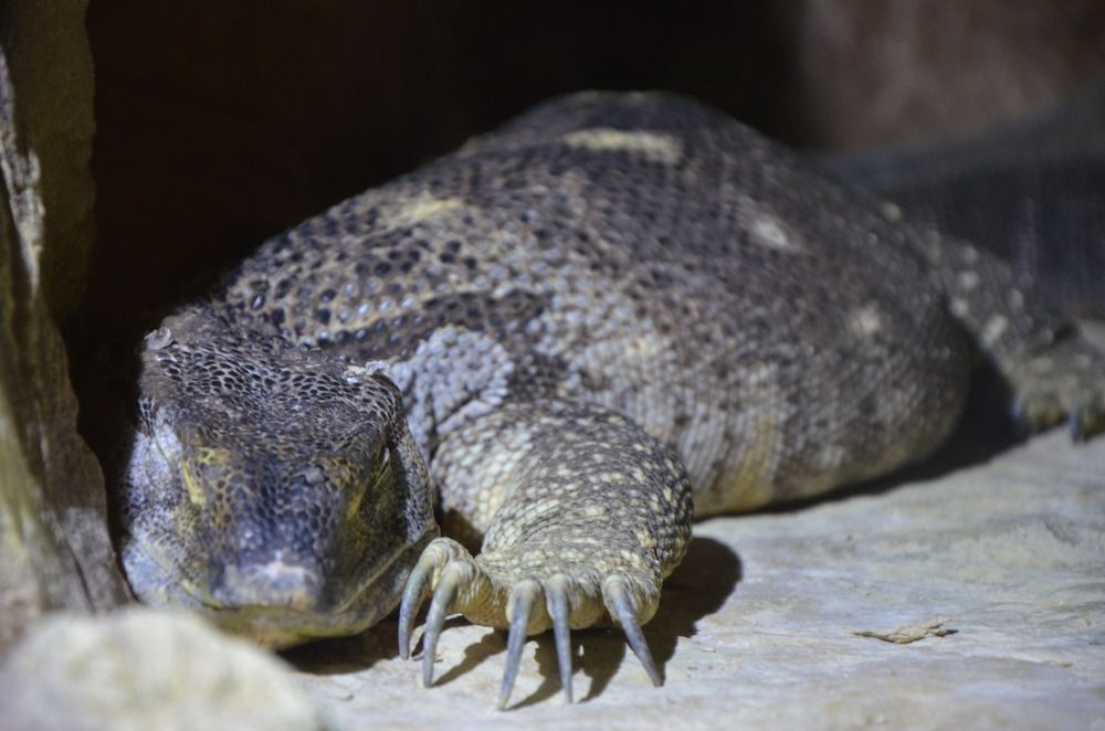 Варан на отдыхе