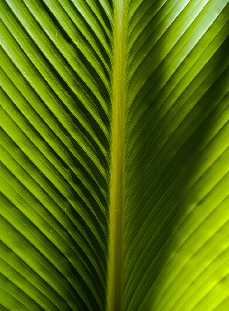 Palm leaf