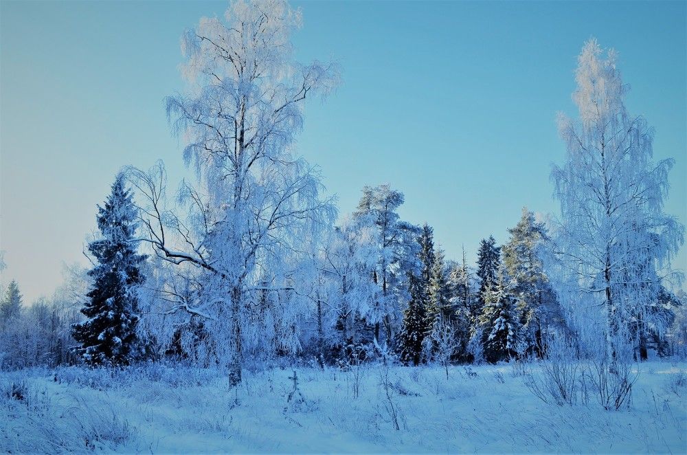 Две берёзки