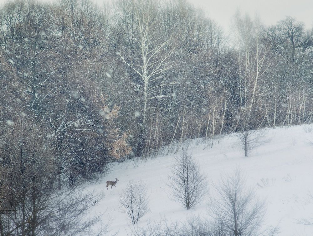 Опять снег? Ну сколько можно!