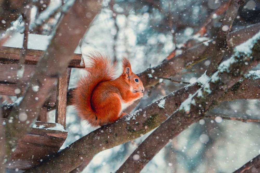 Photograph by Анастасия Корбут