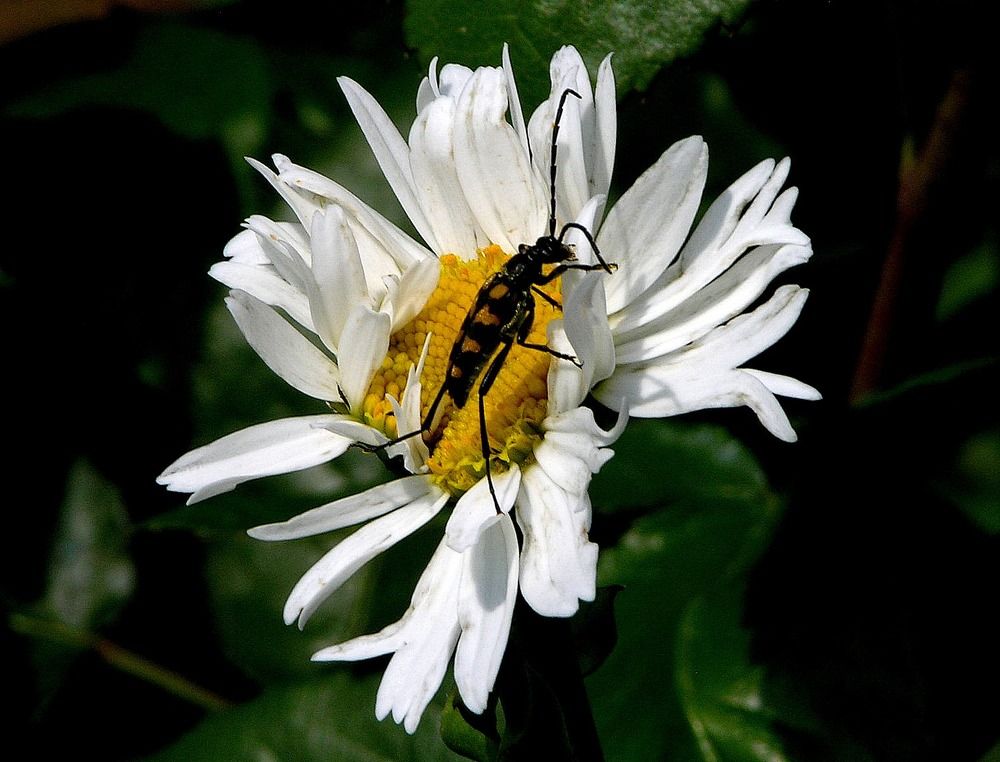 Любит, не любит....