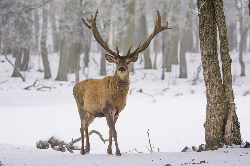 Jelen na snegu