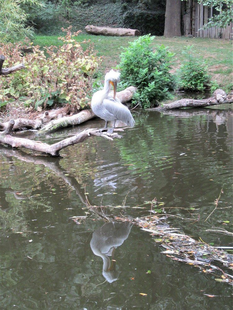 Банный день