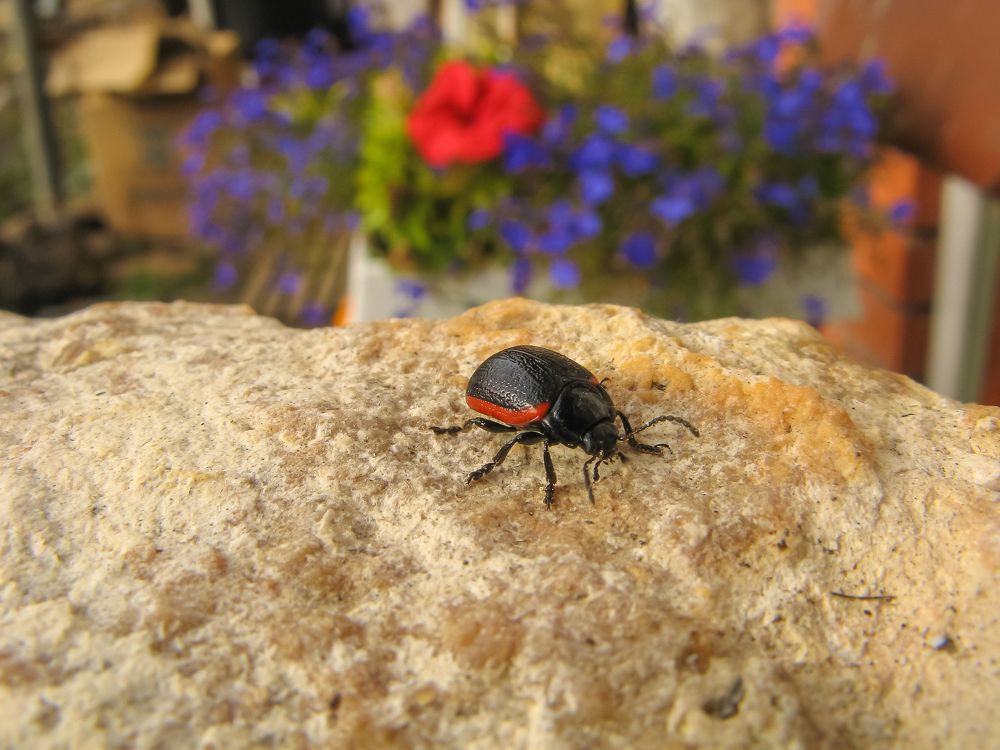 Листоед краснокаемчатый (Chrysolina sanguinolenta)
