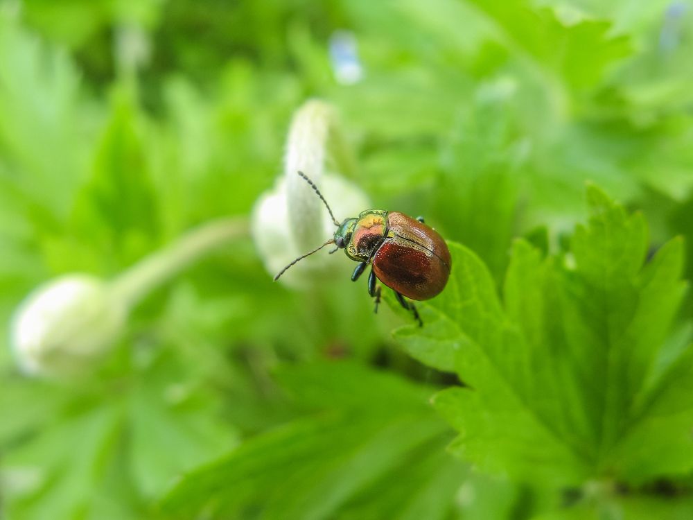 Chrysolina polita - Листоед мятный (полированный)