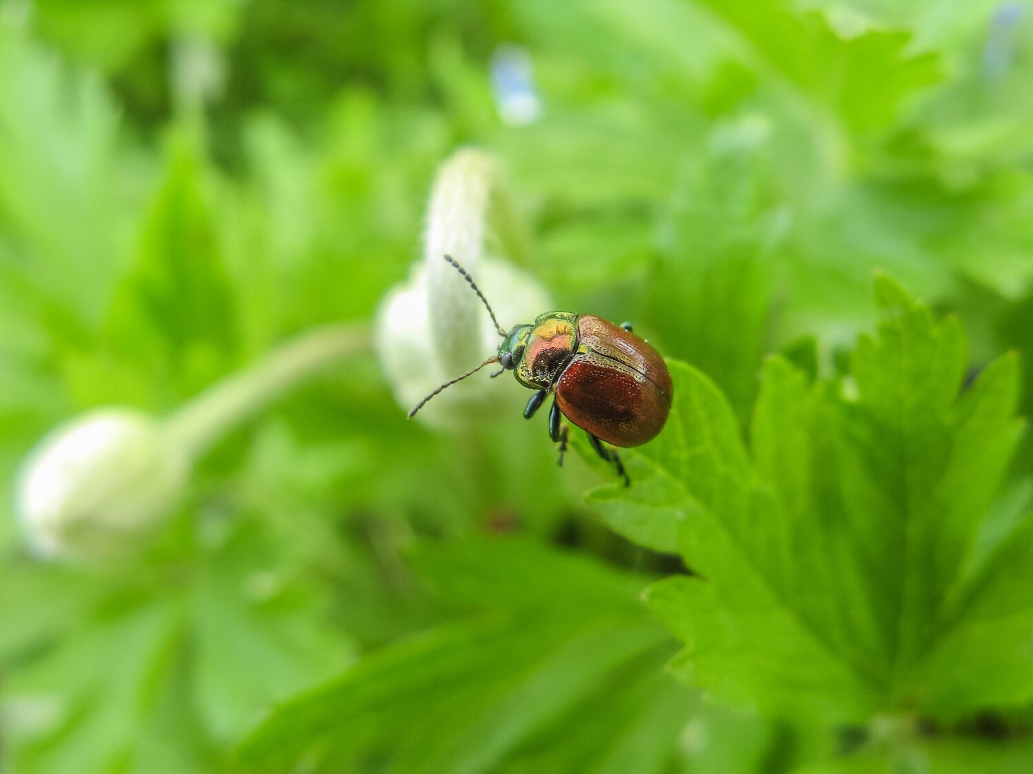 Chrysolina polita - Листоед мятный (полированный)