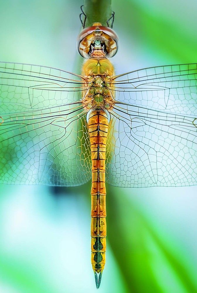 The Dragonfly
