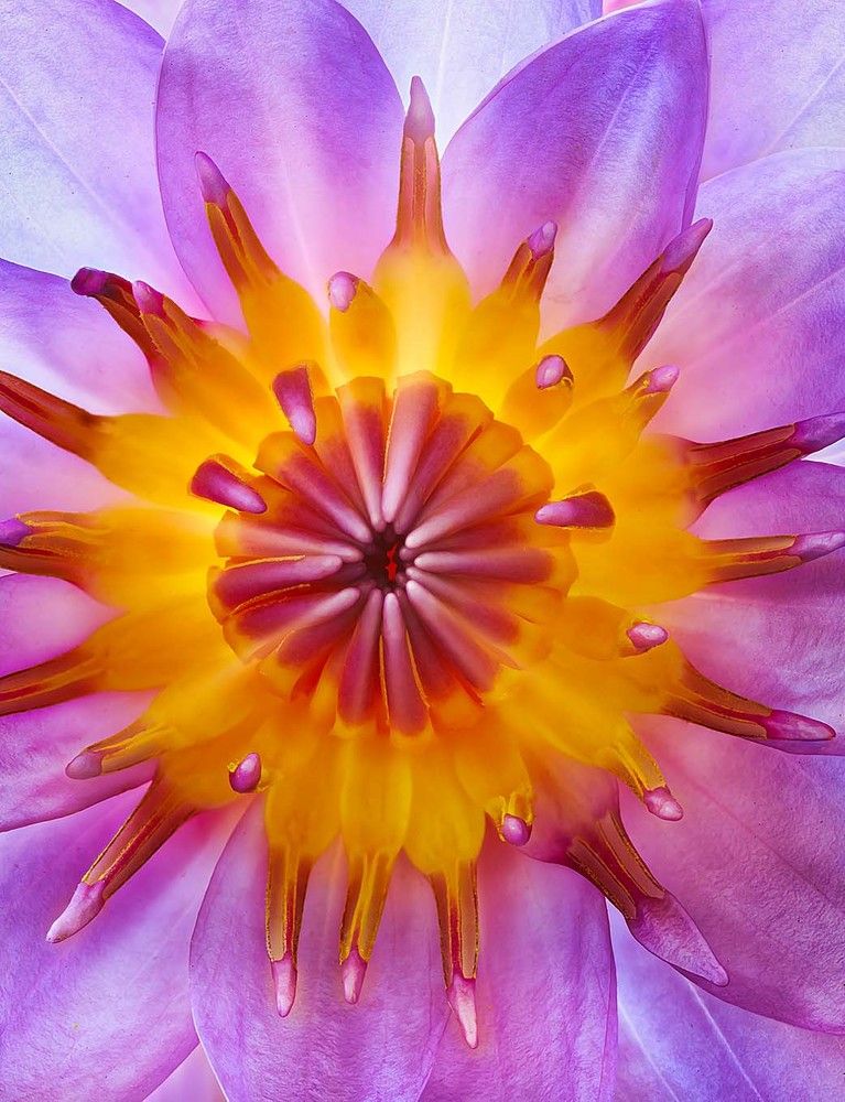 The Tropical Water Lily