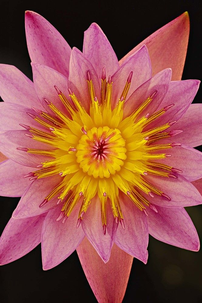 The Tropical Water Lily