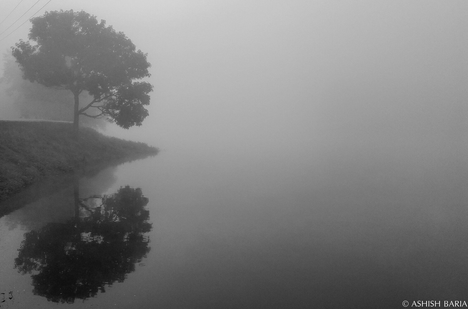 isolated tree