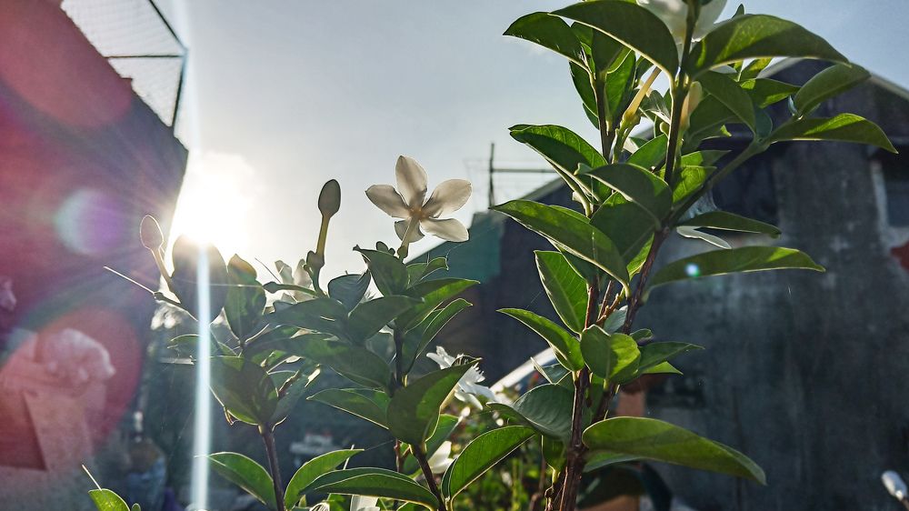 Sunshine in the Morning