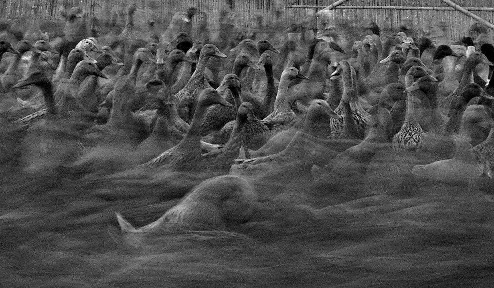 Photograph by kazi arifuzzaman