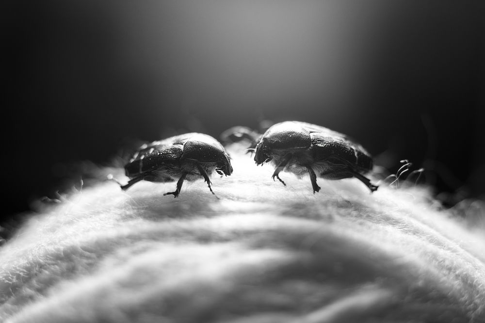 Photograph by Александра Шабанова