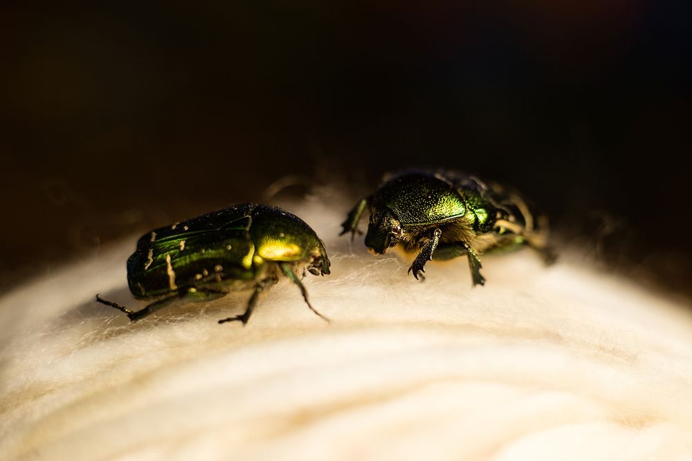 Photograph by Александра Шабанова