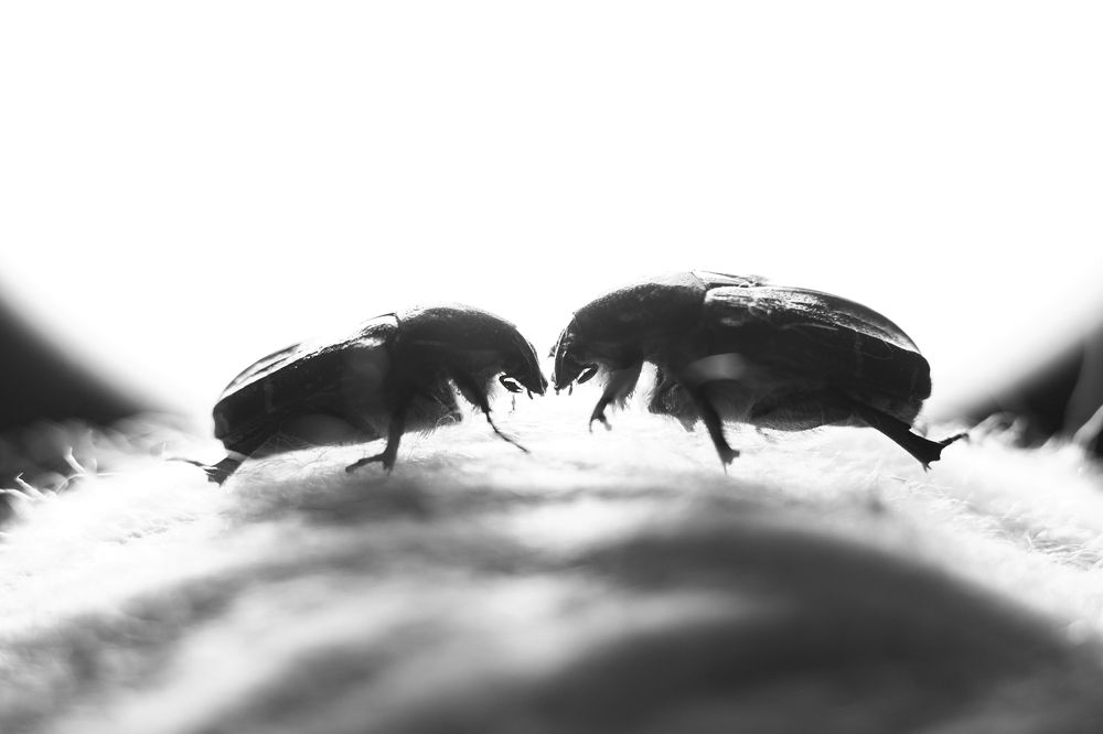 Photograph by Александра Шабанова