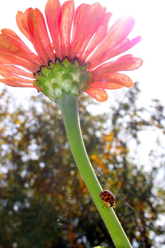 Божья коровка