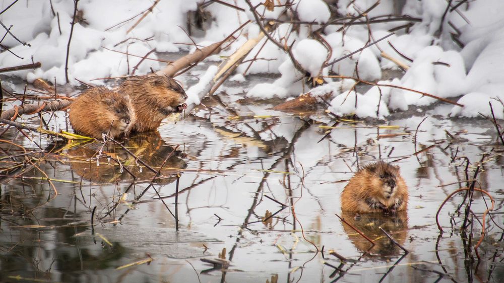 Семейка Ондатр