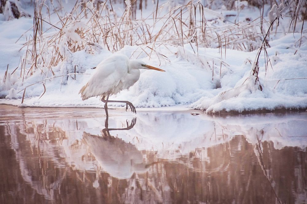 Белая цапля