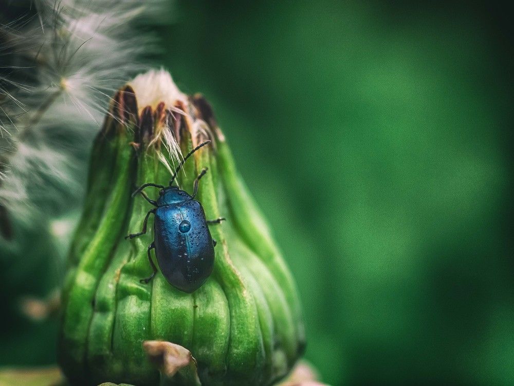 Photograph by Guy Krier