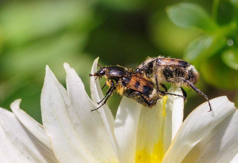 Двое на цветке..
