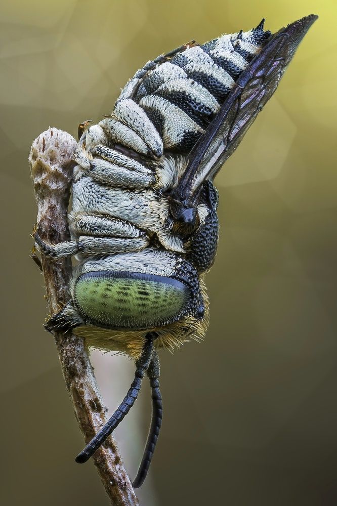 Little bee in one morning