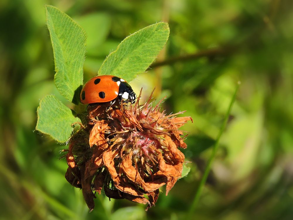 Божия коровка