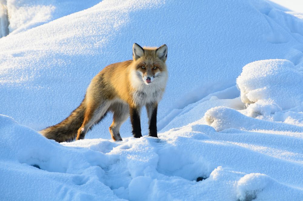 Photograph by Елена Вторушина