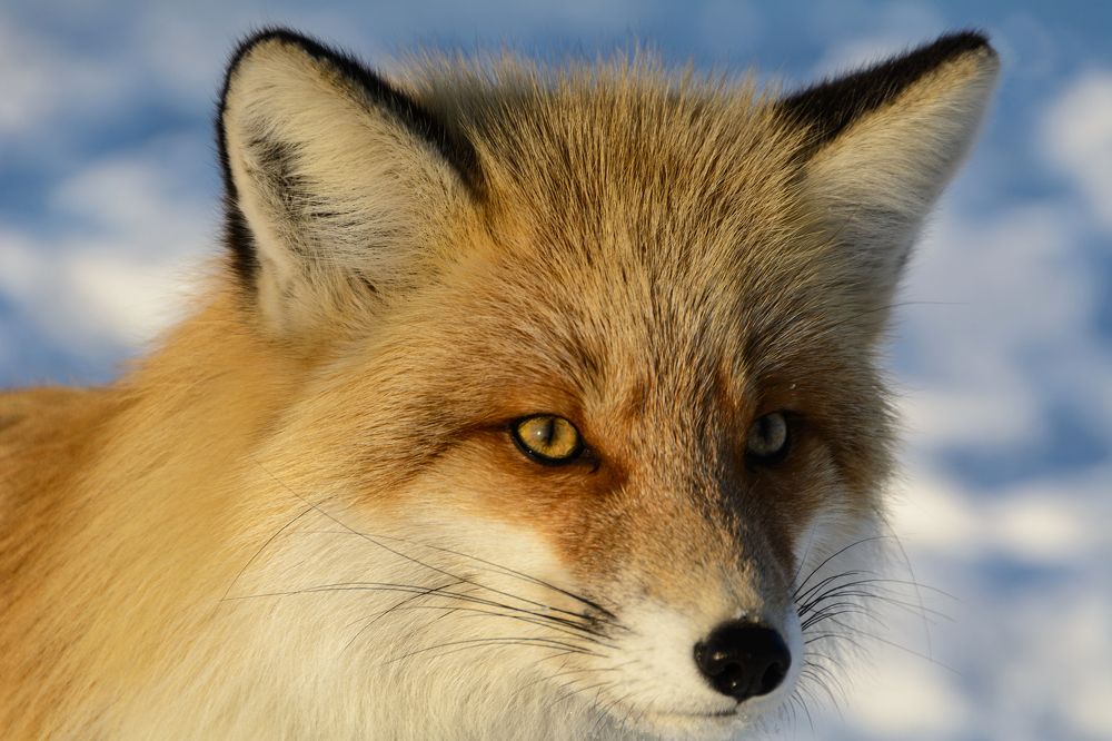 Photograph by Елена Вторушина